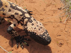 Heloderma suspectum cinctum