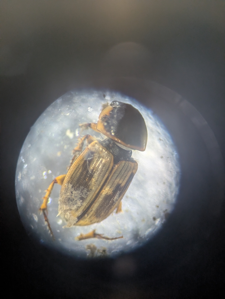 Melinopterus sphacelatus