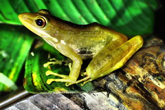 Chalcorana chalconota