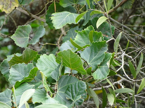 Common Forest Grape (Rhoicissus tomentosa)