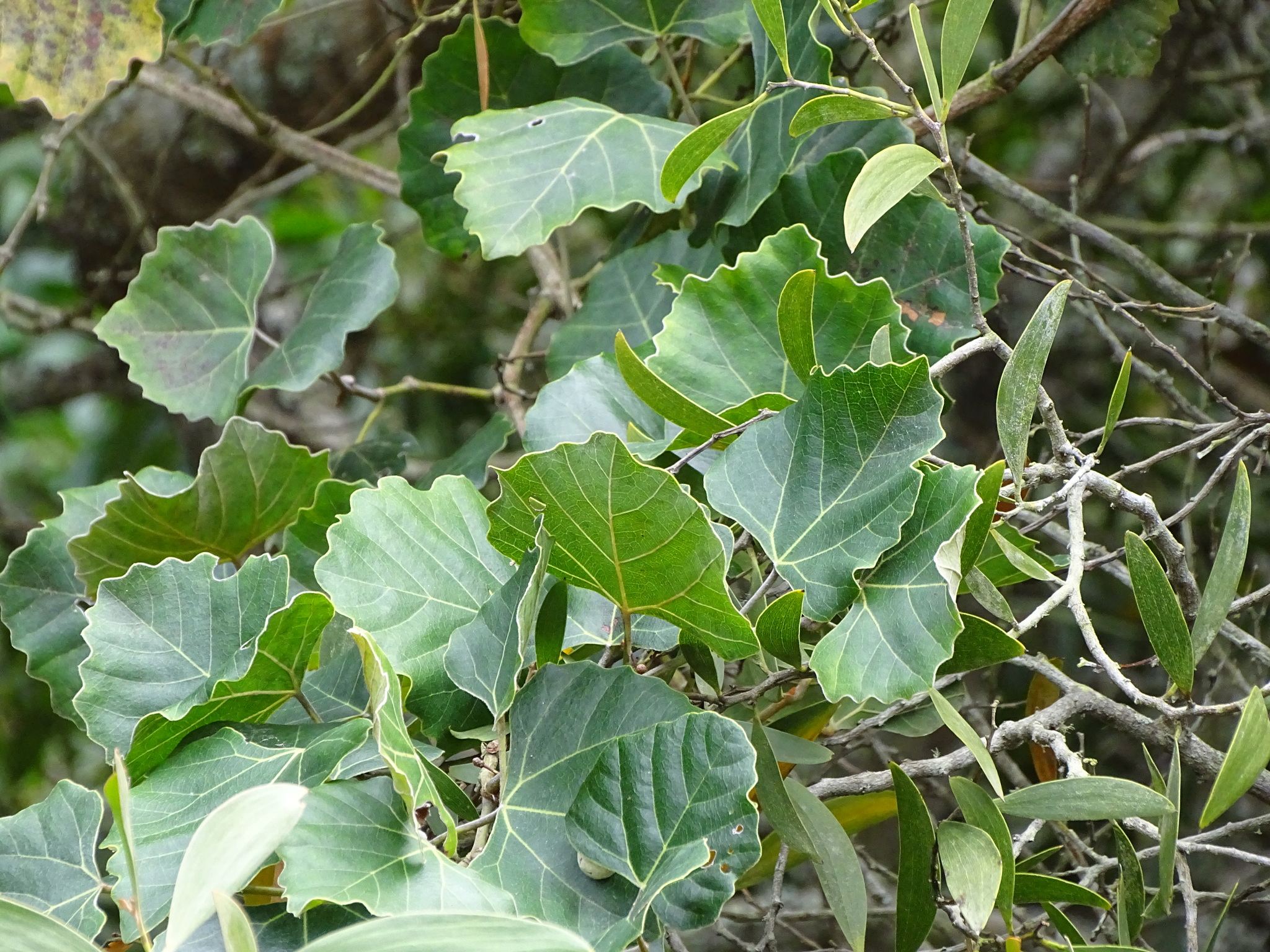 Common Forest Grape (Rhoicissus tomentosa)