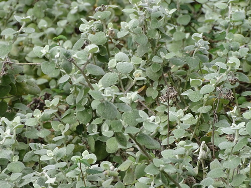 Licorice-Plant (Helichrysum petiolare)