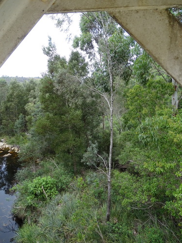Gardenroute Keurboom (Virgilia divaricata)
