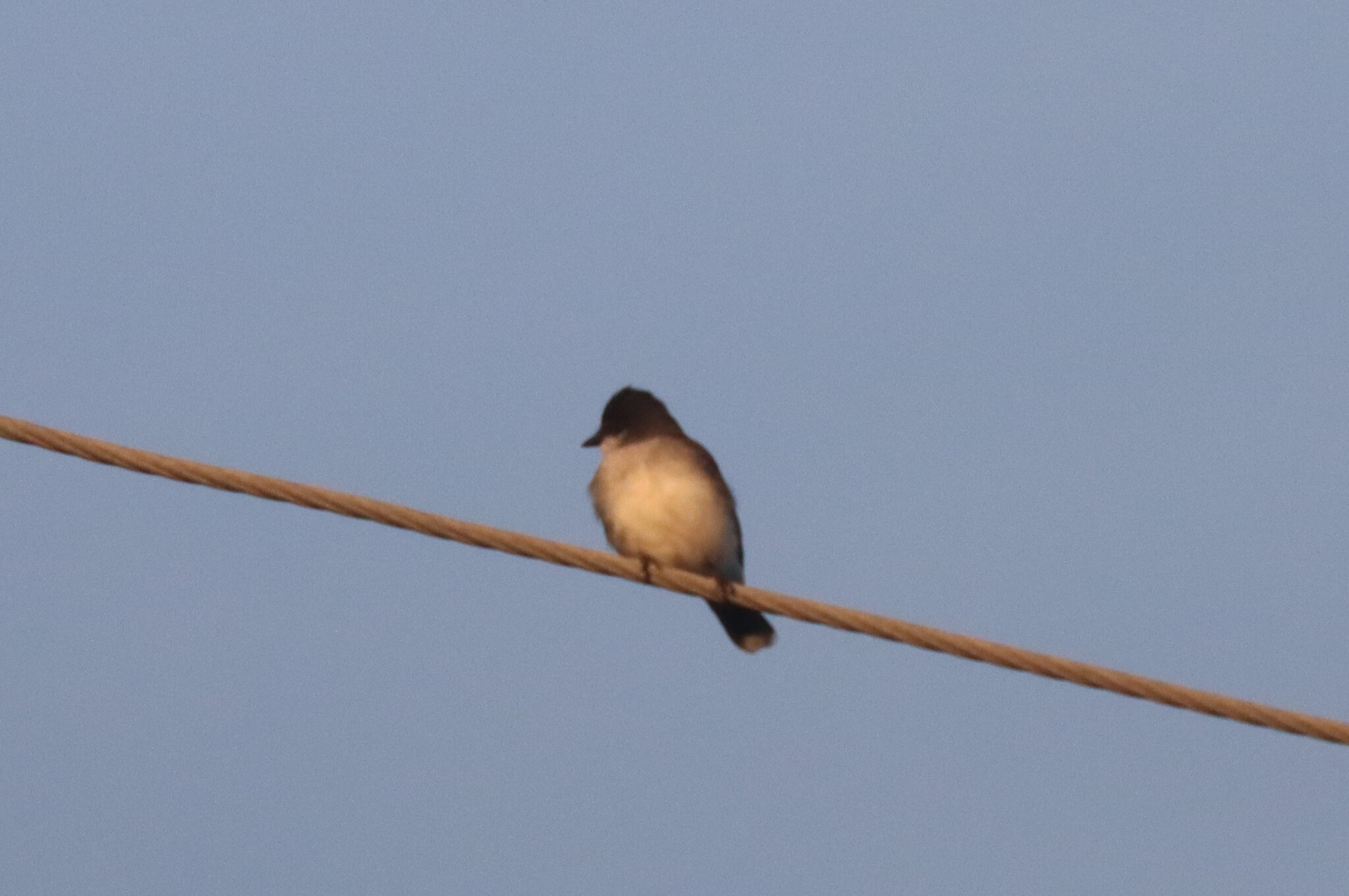 Eastern Kingbird (Tyrannus tyrannus), photo 10