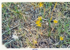 Allium moly glaucescens