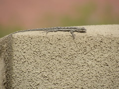 Urosaurus ornatus wrighti