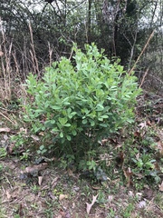 Baptisia nuttalliana