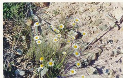 Tanacetum corymbosum