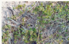 Thymus leptophyllus izcoi