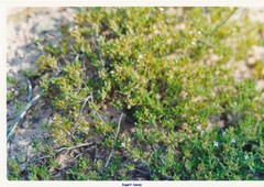 Thymus leptophyllus