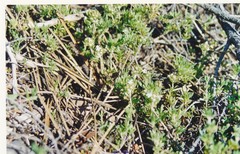 Thymus leptophyllus izcoi