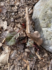 Pyrola americana