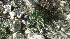 Phacelia bombycina