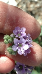 Phacelia bombycina