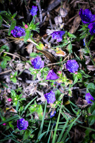 purple viper's-bugloss