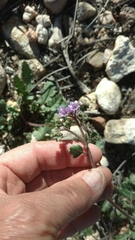 Phacelia bombycina