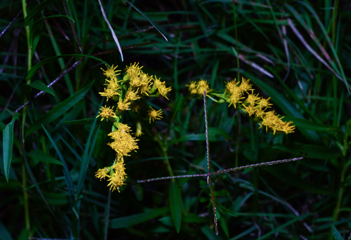 Anise Goldenrod