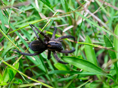 Aglaoctenus oblongus