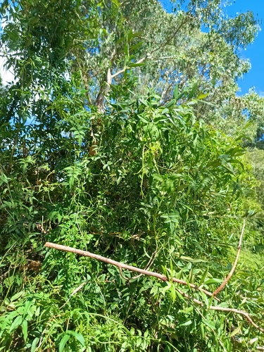 Jasminum polyanthum (Jasminum polyanthum)