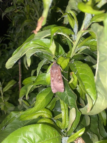 Large Yellow Underwing
