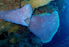 Callyspongia plicifera