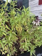 Ocimum basilicum