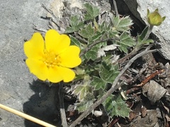 Potentilla subvahliana