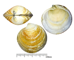 Cyclina sinensis