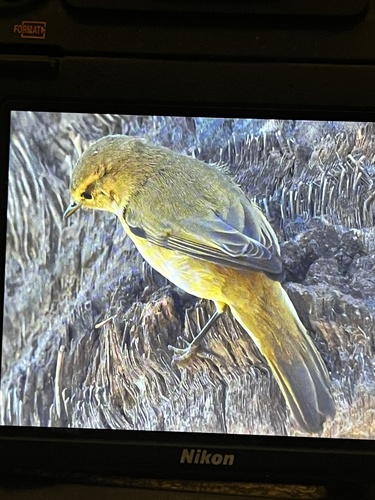 Common Chiffchaff