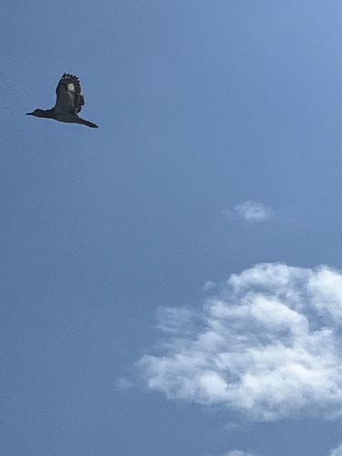 Senegal Thick-knee