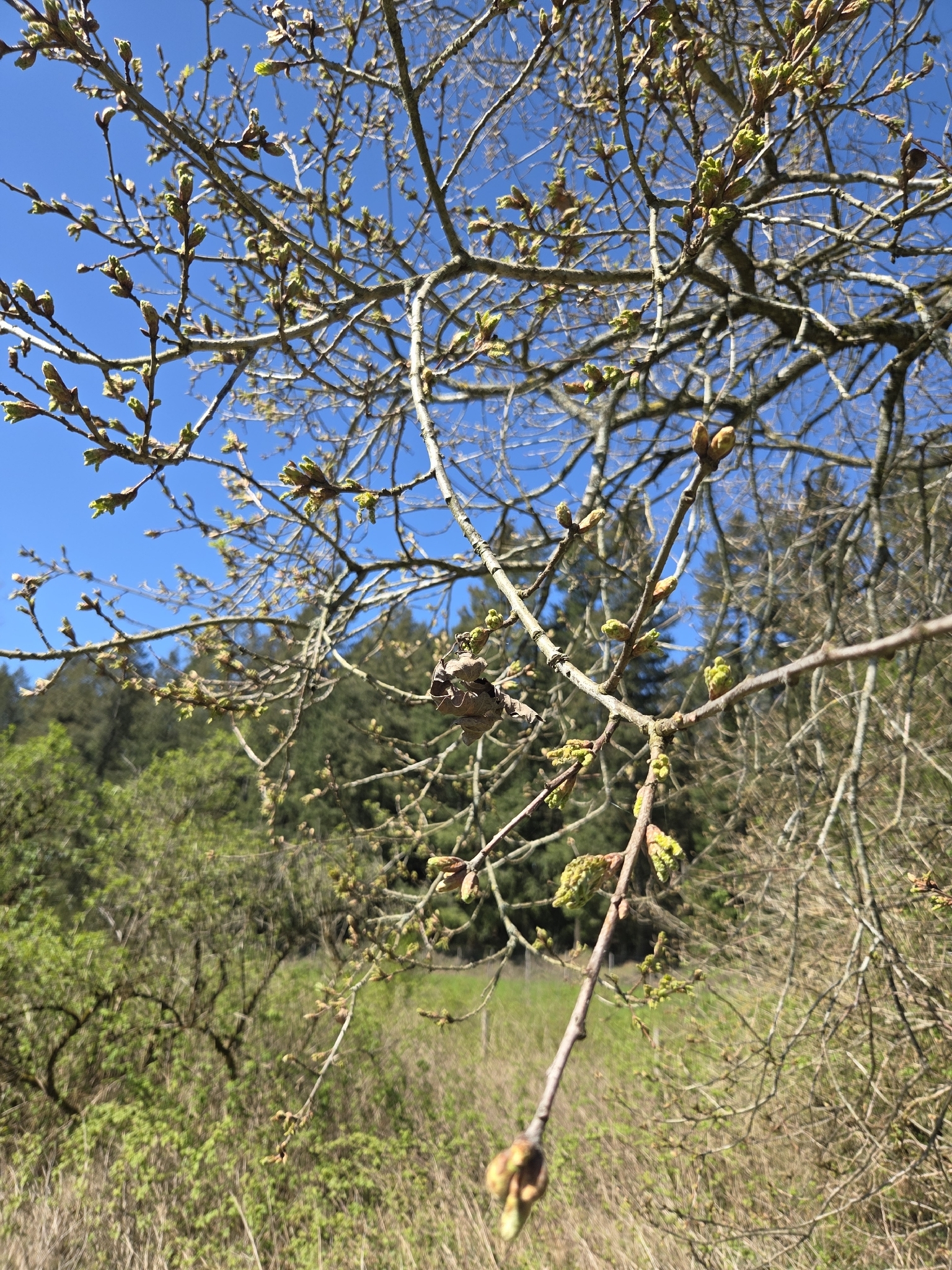 English Oak (Quercus robur)
