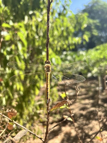 Wandering Glider