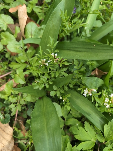 Woodland Bittercress (Cardamine flexuosa)