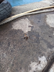 Delta pyriforme philippinense