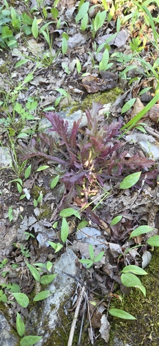 mullein foxglove (Dasistoma macrophylla)