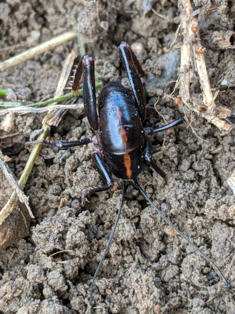 Robust Camel Cricket