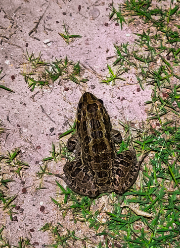 Wrestler Frog