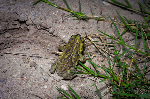 Bella Vista Toad
