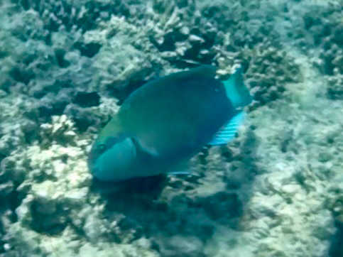 Chlorurus sordidus
