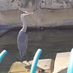 Ardea cinerea