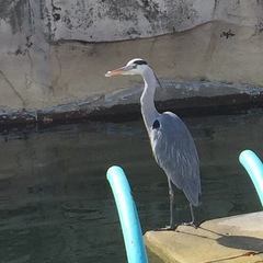 Ardea cinerea