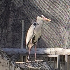 Ardea cinerea