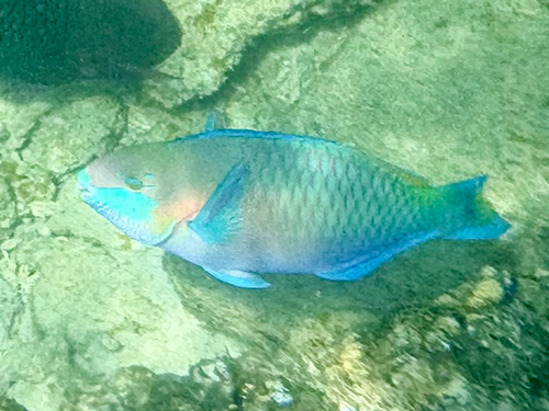 Scarus quoyi
