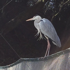 Ardea cinerea