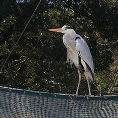 Ardea cinerea