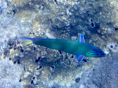 Thalassoma lunare