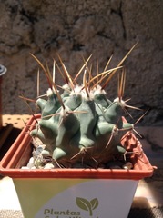 Thelocactus rinconensis
