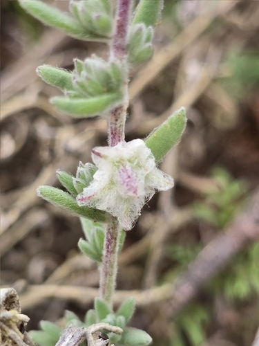 Maireana sclerolaenoides, 2026-04-08
