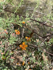 Pultenaea laxiflora