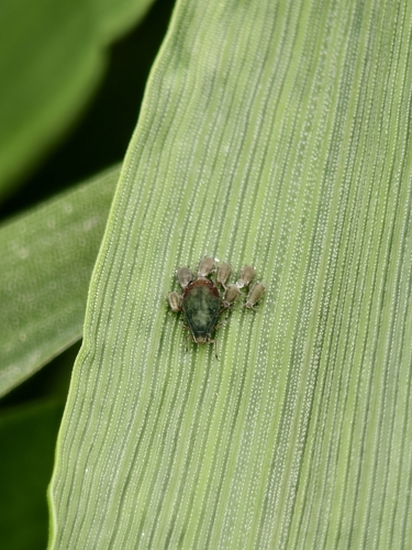 Bird Cherry-oat Aphid